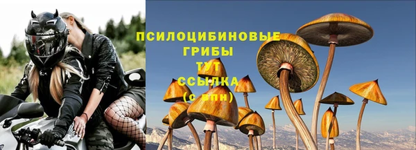 прущие грибы Бородино